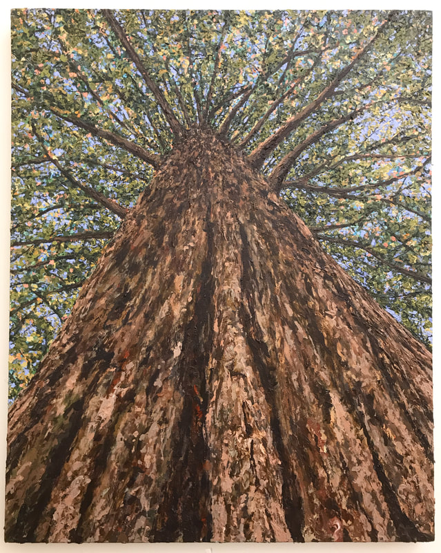 textural acrylic painting with a vertical view of a redwood tree in Marin California 