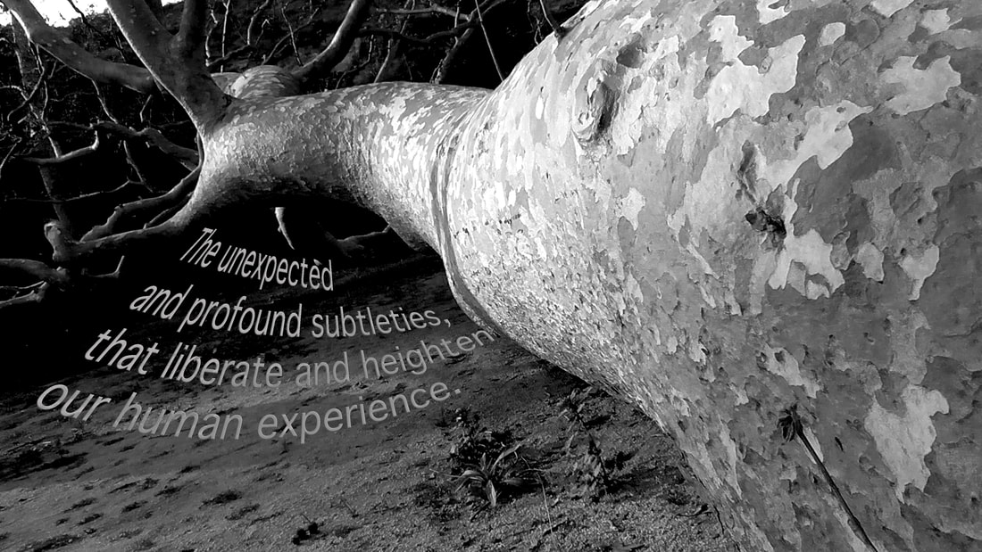 fine art photograph of fallen tree in the forest with supporting text