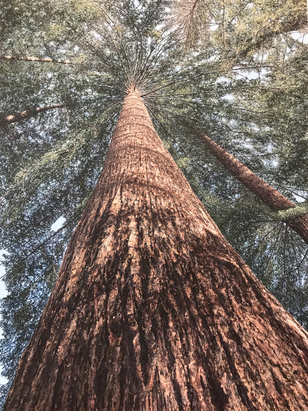 Redwood Tree painting looking upward in the Muir Redwoods in Marin County